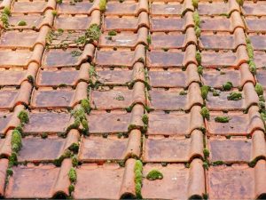 How to prevent moss growth roof 3